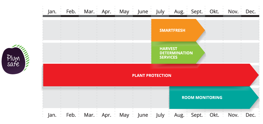 Collective maturity identification table, Plum