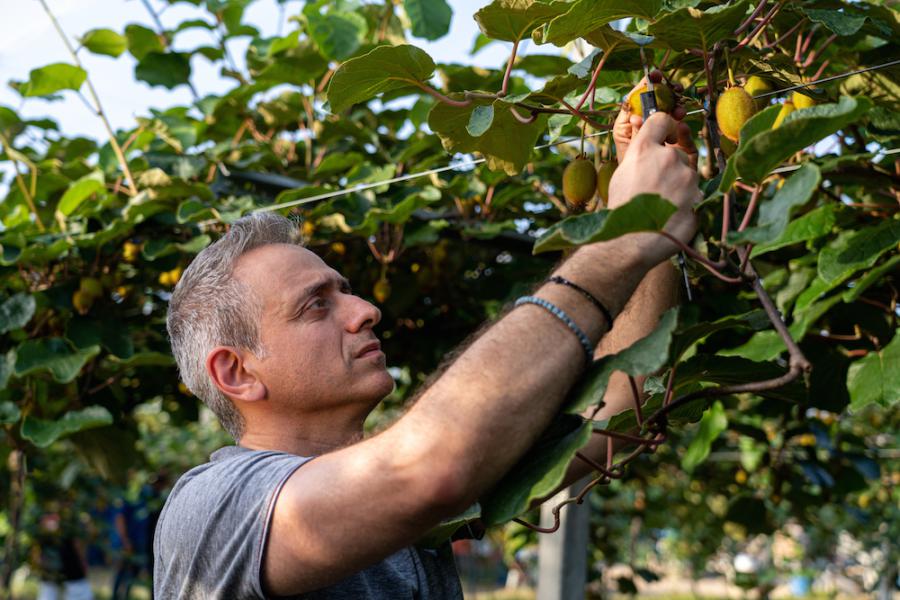 Αγρότης διαβάζει για τις καλλιεργιές του ανάμεσα σε δέντρα